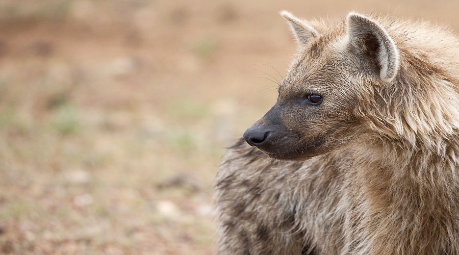 Katavi National Park: 5-Day Safari Itinerary and Guide
